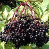 Саженец Бузина Сампо в контейнере