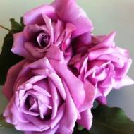 Роза чайно-гибридная Шарль де Голь в контейнере