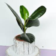 Фікус еластіка Робуста