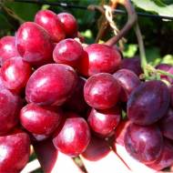 Саженец Виноград Велюр в контейнере