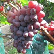 Саженец Виноград Сказка кишмиш в контейнере