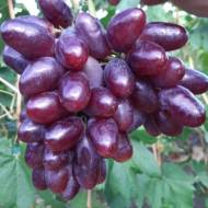 Саженец Виноград Эмир в контейнере