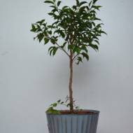 Фікус Наташа