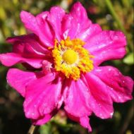 Саджанець Анемона Принц Генріх в контейнері