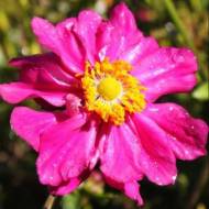 Саджанець Анемона Принц Генріх в контейнері