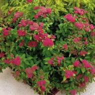 Саженец Спирея Мерло Грин в контейнере