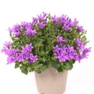 Кампанула Наполі