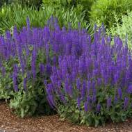 Саджанець Шавлія дібровна Мерло Блю в контейнері