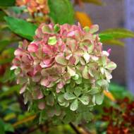 Саджанець Гортензія Перл де Фестіваль в контейнері