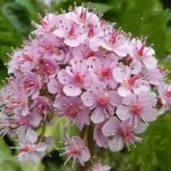 Саджанець Гейхера Дармера в контейнері