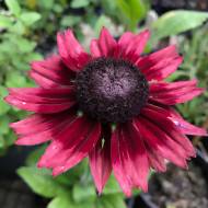 Саджанець Рудбекія Черрі Бренді в контейнері