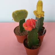 Гімнокаліціум мікс