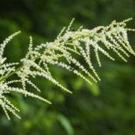 Саджанець Волжанка Діойкус в контейнері