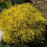 Саджанець Дрік індійський в контейнері