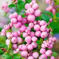 Саджанець Сніжноягідник Мозер оф Перл в контейнері