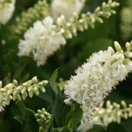 Саджанець Клетра Ванілла Спайс в контейнері