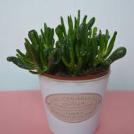 Крассула Hobbit