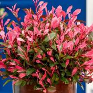 Саджанець Фотінія Фенна в контейнері