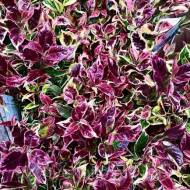 Саджанець Леукотое Фаєр Стар в контейнері