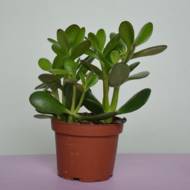 Крассула мікс