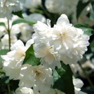 Саджанець Жасмін Шнестріум в контейнері