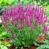 Саженец Шалфей дубравный Пинк Бьюти в контейнере