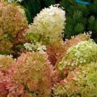 Саженец Гортензия Перл де Фестиваль в контейнере