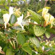 Саженец Жимолость японская золотисто-сетчастая в контейнере