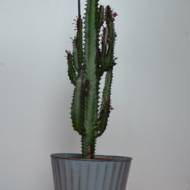 Еуфорбія Рубра руд