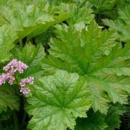 Саженец Гейхера Дармера в контейнере