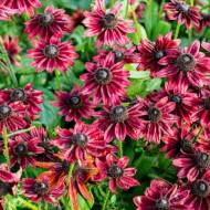 Саженец Рудбекия Черри Бренди в контейнере