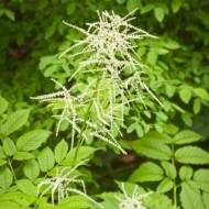 Саженец Волжанка Диойкус в контейнере