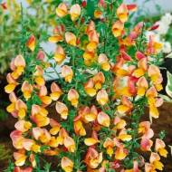 Саженец Ракитник Априкот Джем в контейнере