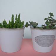 Сукулент мікс