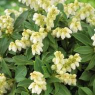 Саженец Пиерис Сарабанда в контейнере