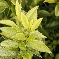 Саженец Форзиция Эра в контейнере