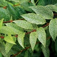 Саженец Форзиция Кумсон в контейнере