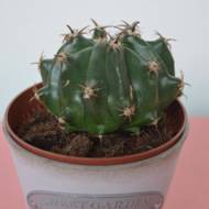 Кактус ехіногрузон