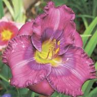 Саджанець Лілійник Лавандер Блю Бейбі в контейнері