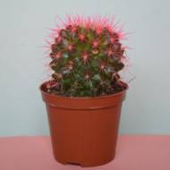 Кактус ехіногрузон мікс кольоровий Рейнбоу