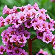 Саженец Бергения Ротблюм в контейнере