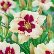 Саженец Лилейник Ниппон в контейнере