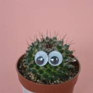 Кактус з очима