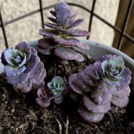 Саженец Очиток Ред Каньйон в контейнере