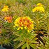 Саджанець Очиток Мідендорфа в контейнері