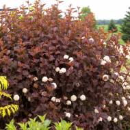 Саженец пузыреплодник калинолистный Андрэ в контейнере