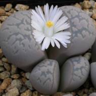 Літопс мікс