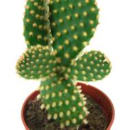 Опунція мікс