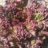 Салат Червоний змій за 1 г