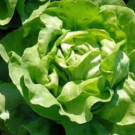 Салат Берлінський жовтий за 1 г